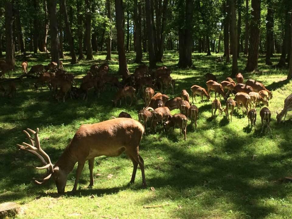 Chateau-Ferme Des Abys Paliseul Eksteriør billede